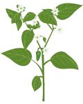 Σπόρια   Veritable - Lingot, Πιπεριές Jalapeno, μη ΓΤΟ - 3t