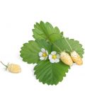 Σπόρια  Veritable - Lingot, Άσπρες άγριες φράουλες, μη ΓΤΟ - 2t