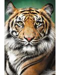 Παζλ Trefl 1500 κομμάτια -Πορτρέτο τίγρης - 2t