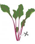 Σπόρια   Veritable - Lingot,Φύλλα παντζαριού, μη ΓΤΟ - 4t