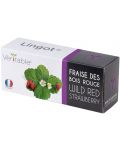 Σπόρια   Veritable - Lingot,Κόκκινες άγριες φράουλες, μη ΓΤΟ - 1t