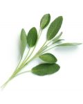 Σπόρια   Veritable - Lingot,Φύλλα φασκόμηλου, μη ΓΤΟ - 2t