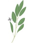Σπόρια   Veritable - Lingot,Φύλλα φασκόμηλου, μη ΓΤΟ - 4t