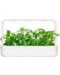 Σπόροι Click and Grow - Catnip, 3 ανταλλακτικά - 4t