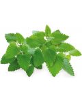 Σπόροι Click and Grow - Catnip, 3 ανταλλακτικά - 2t