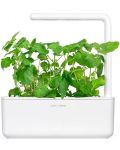 Σπόροι Click and Grow - Catnip, 3 ανταλλακτικά - 3t