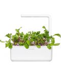Σπόροι Click and Grow - Φύλλο ραπανάκι, 3 ανταλλακτικά - 4t