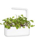 Σπόροι Click and Grow - Φύλλο ραπανάκι, 3 ανταλλακτικά - 5t