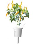 Σπόροι Click and Grow - Κίτρινη πιπεριά τσίλι, 3 ανταλλακτικά - 3t