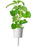 Σπόροι Click and Grow - Catnip, 3 ανταλλακτικά - 5t