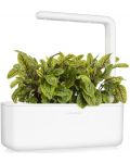 Smart γλάστρα Click and Grow - Smart Garden 3, 8W, λευκό - 6t