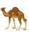 Φιγούρα Schleich Wild Life Africa - Καμήλα - 2t