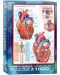 Παζλ Eurographics 1000 κομμάτια – Το ανθρώπινο σώμα, Καρδιά - 1t