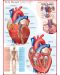 Παζλ Eurographics 1000 κομμάτια – Το ανθρώπινο σώμα, Καρδιά - 2t