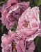 Σετ ζωγραφικής με αριθμούς  Ideyka - Η μαγεία των λουλουδιών, 40 х 50 cm - 1t