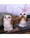 Σετ αγαλματίδια Nemesis Now Adult: Gothic - Three Wise Brown Owls, 7 cm - 2t