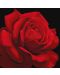 Σετ ζωγραφικής με αριθμούς  Ideyka - Τριαντάφυλλο κόκκινο, 40 х 40 cm - 1t