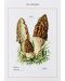 New York Botanical Garden Mushroom Identification Flashcards - 4t