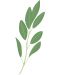 Σπόρια   Veritable - Lingot,Φύλλα φασκόμηλου, μη ΓΤΟ - 3t