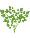 Σπόρια   Veritable - Lingot,Φύλλα σέλινου, μη ΓΤΟ - 3t