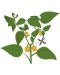 Σπόρια Veritable - Lingot, Κίτρινοι μίνι πιπεριές , χωρίς ΓΤΟ - 4t