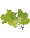 Σπόρια   Veritable - Lingot,Σαλάτα φύλλα βελανιδιάς, μη ΓΤΟ - 4t