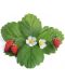 Σπόρια   Veritable - Lingot,Κόκκινες άγριες φράουλες, μη ΓΤΟ - 2t