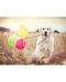 Παζλ Ravensburger από 500 κομμάτια - Σκυλί με μπαλόνια - 2t