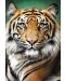 Παζλ Trefl 1500 κομμάτια -Πορτρέτο τίγρης - 2t