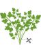 Σπόρια   Veritable - Lingot,Φύλλα σέλινου, μη ΓΤΟ - 4t