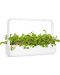 Σπόροι Click and Grow - Φύλλο ραπανάκι, 3 ανταλλακτικά - 7t