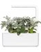 Σπόροι Click and Grow - Senecio bicolor, 3 ανταλλακτικά - 4t
