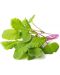 Σπόροι Click and Grow - Φύλλο ραπανάκι, 3 ανταλλακτικά - 2t