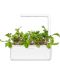 Σπόροι Click and Grow - Φύλλο ραπανάκι, 3 ανταλλακτικά - 4t