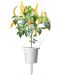 Σπόροι Click and Grow - Κίτρινη πιπεριά τσίλι, 3 ανταλλακτικά - 3t