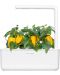 Σπόροι Click and Grow - Κίτρινο γλυκό πιπέρι, 3 ανταλλακτικά - 3t