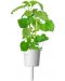 Σπόροι Click and Grow - Catnip, 3 ανταλλακτικά - 5t