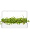 Σπόροι Click and Grow - Φύλλο ραπανάκι, 3 ανταλλακτικά - 6t