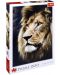 Παζλ Trefl 1500 κομμάτια - Το πορτρέτο ενός λιονταριού - 1t